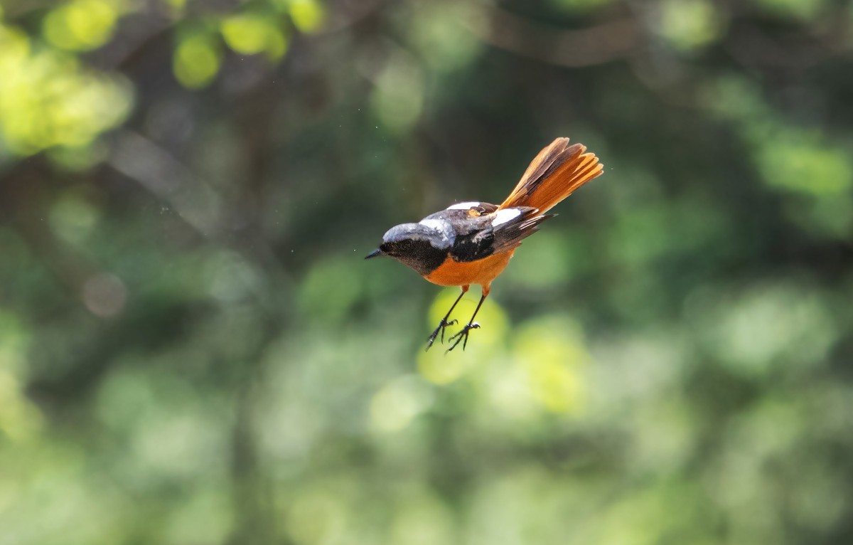 北红尾鸲（四十四）