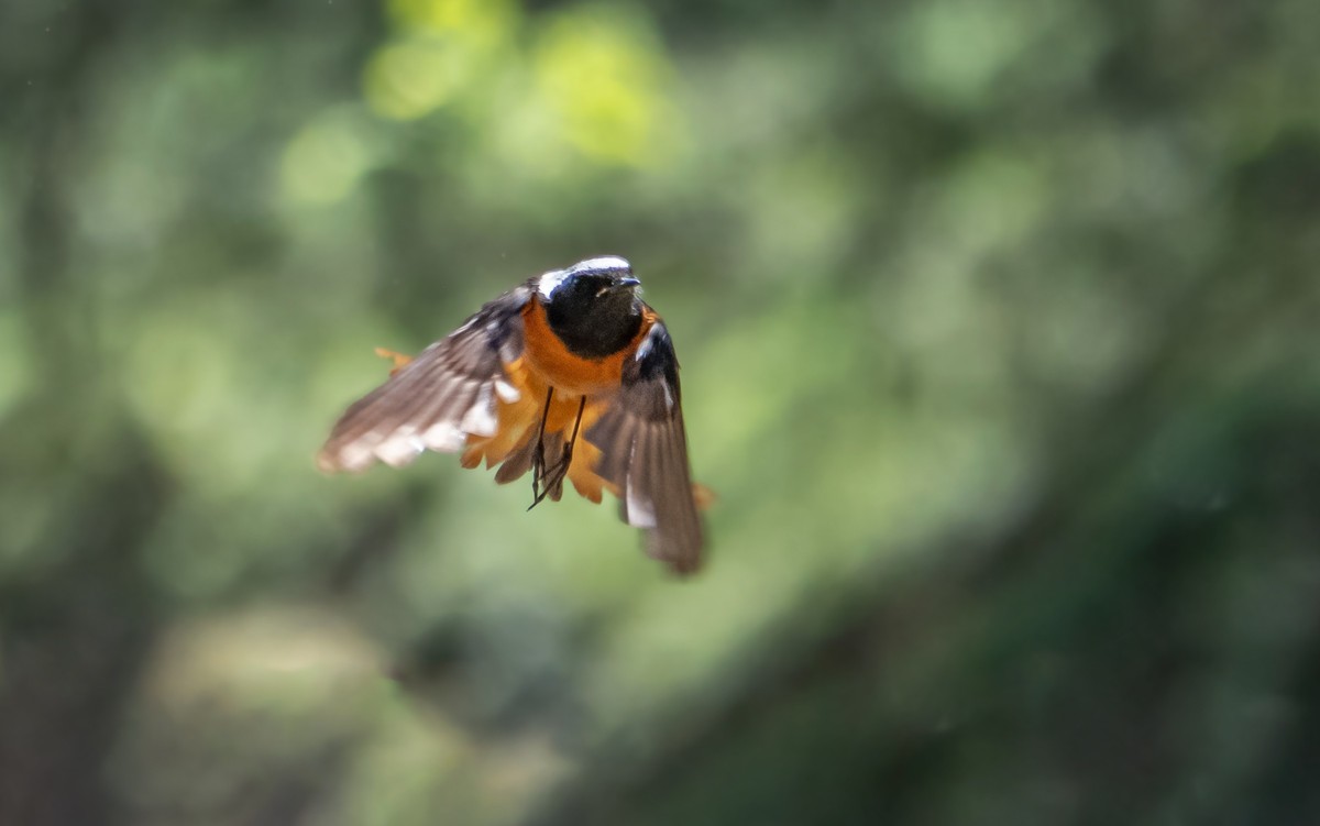北红尾鸲（四十四）
