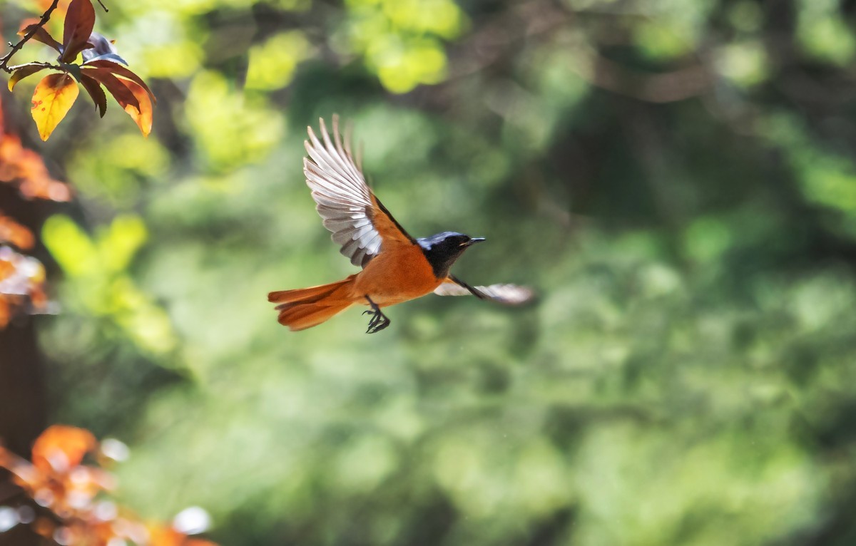 北红尾鸲（四十四）