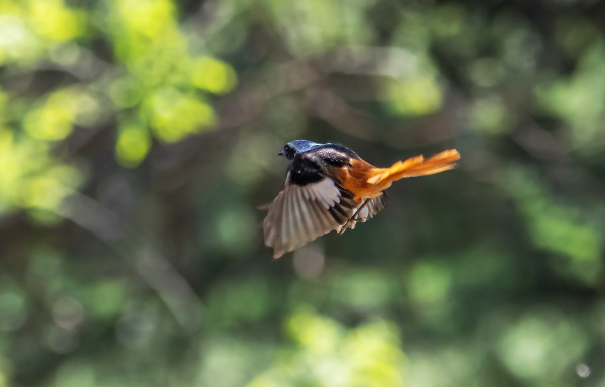 北红尾鸲（四十四）
