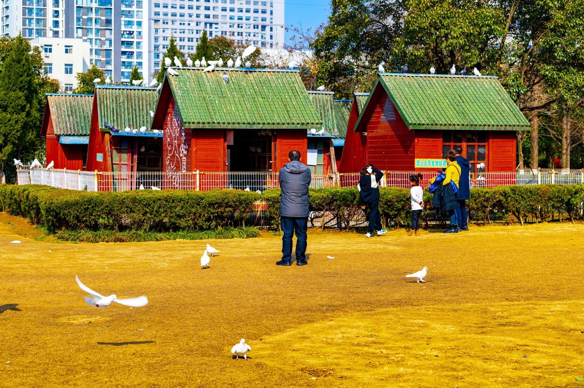 庐州印记（210）天乐公园