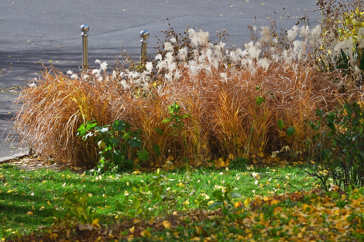 初冬窗外残秋小景