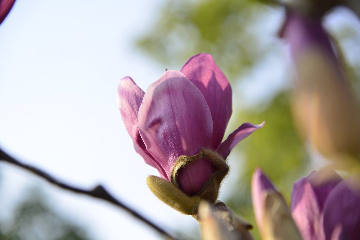 春暖花开 最美玉兰，，，