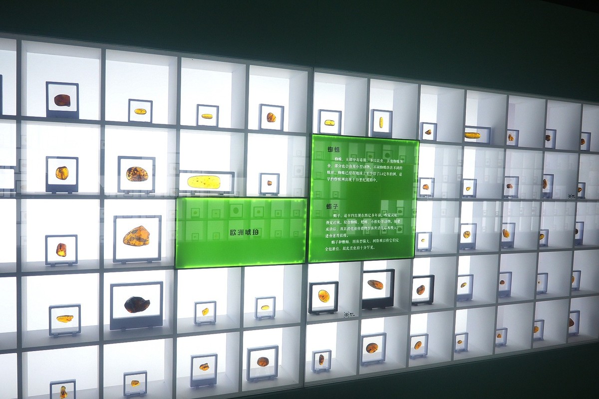 《时空旅行者—全球琥珀珍品展》