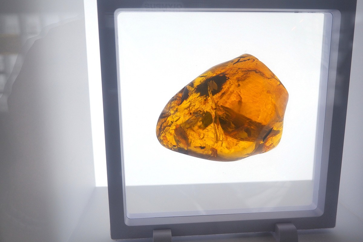 《时空旅行者—全球琥珀珍品展》