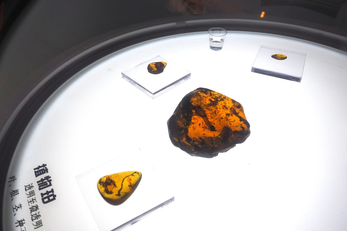 《时空旅行者—全球琥珀珍品展》