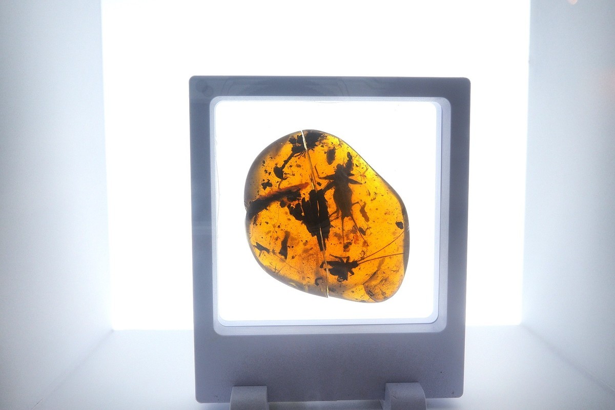 《时空旅行者—全球琥珀珍品展》