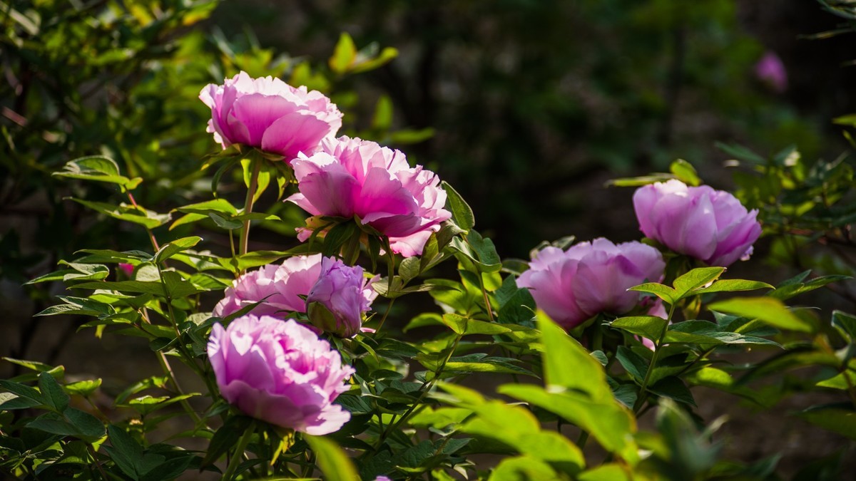 五 月 的 牡 丹 之 三 （ 腾龙百搭 SP 60-300镜头）