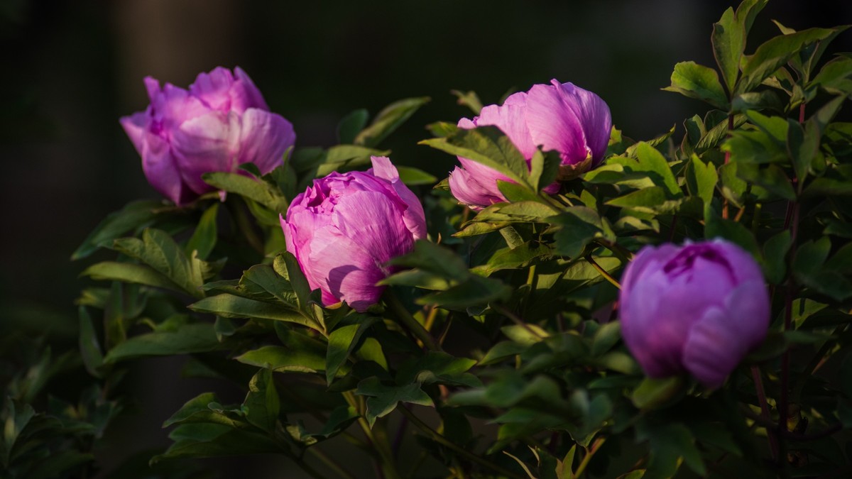 五 月 的 牡 丹 之 三 （ 腾龙百搭 SP 60-300镜头）