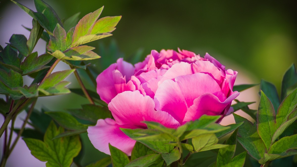 五 月 的 牡 丹 之 三 （ 腾龙百搭 SP 60-300镜头）