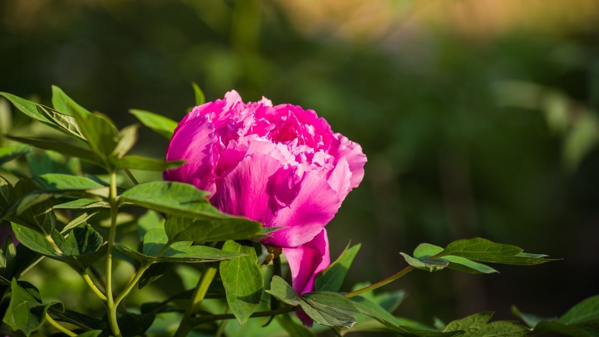 五 月 的 牡 丹 之 三 （ 腾龙百搭 SP 60-300镜头）