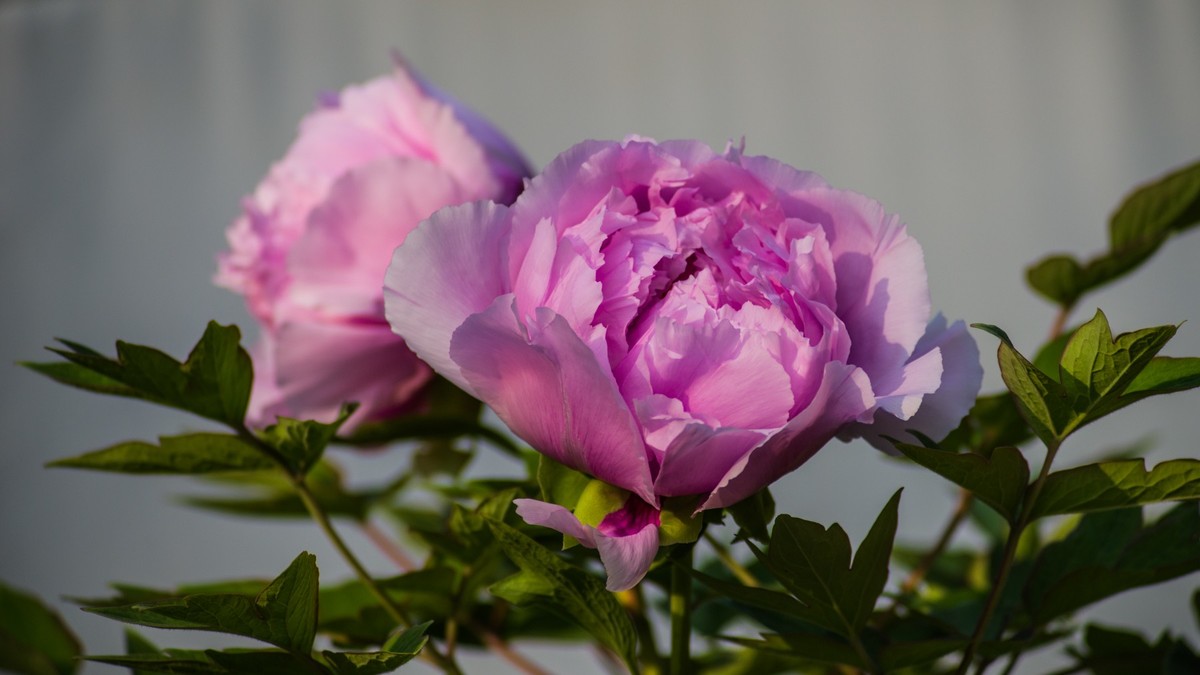 五 月 的 牡 丹 之 三 （ 腾龙百搭 SP 60-300镜头）