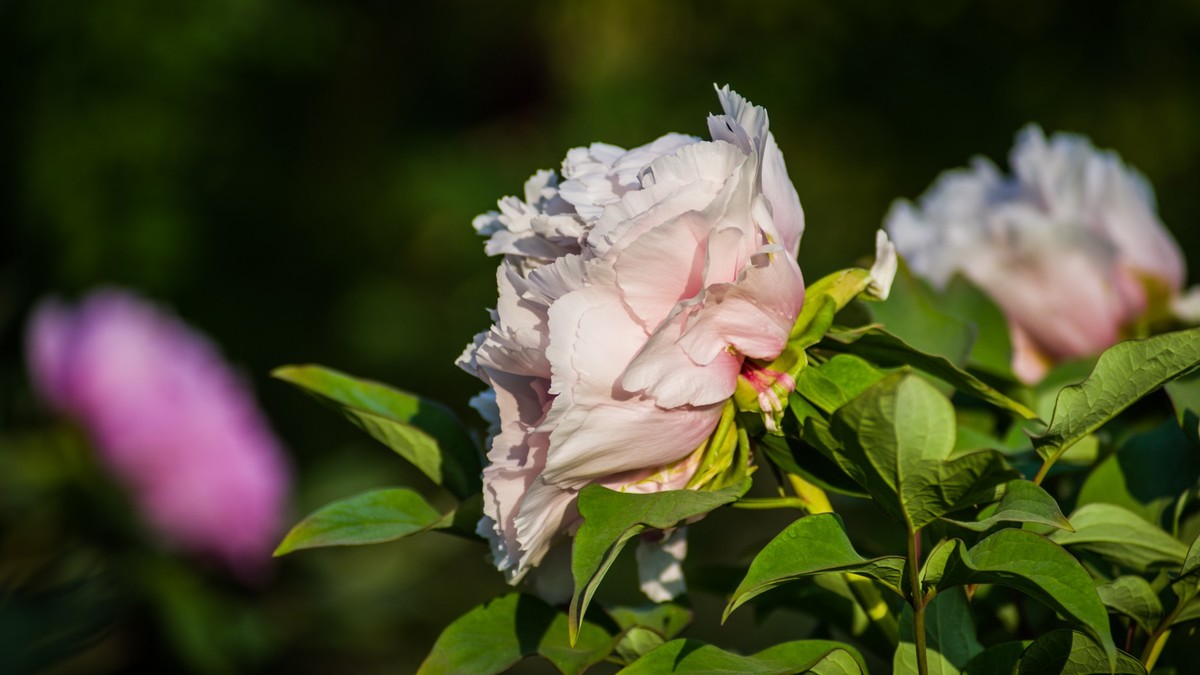 五 月 的 牡 丹 之 三 （ 腾龙百搭 SP 60-300镜头）