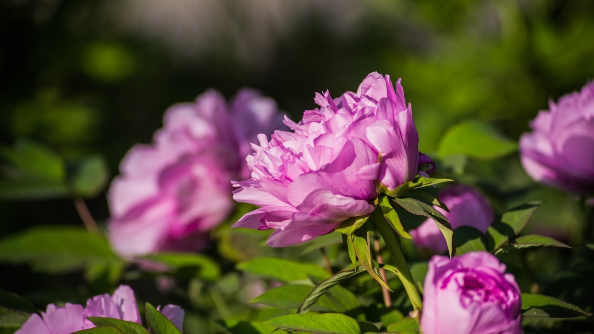 五 月 的 牡 丹 之 三 （ 腾龙百搭 SP 60-300镜头）