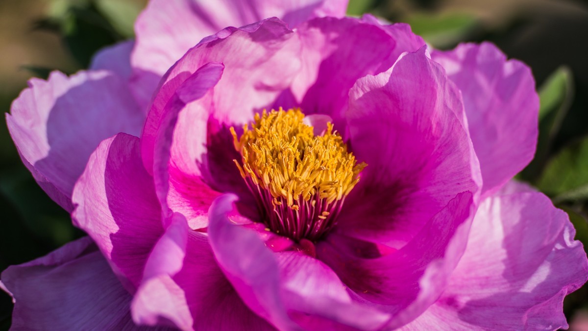 五 月 的 牡 丹 之 三 （ 腾龙百搭 SP 60-300镜头）