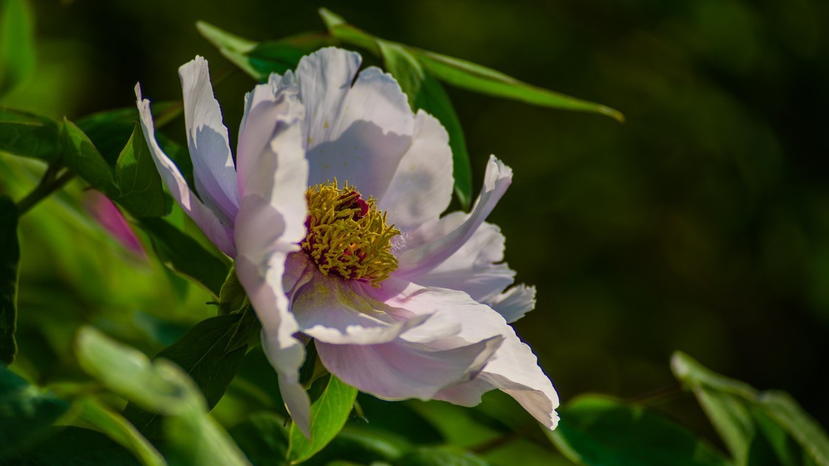 五 月 的 牡 丹 之 三 （ 腾龙百搭 SP 60-300镜头）