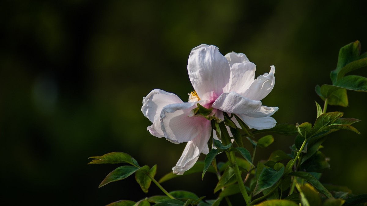 五 月 的 牡 丹 之 三 （ 腾龙百搭 SP 60-300镜头）