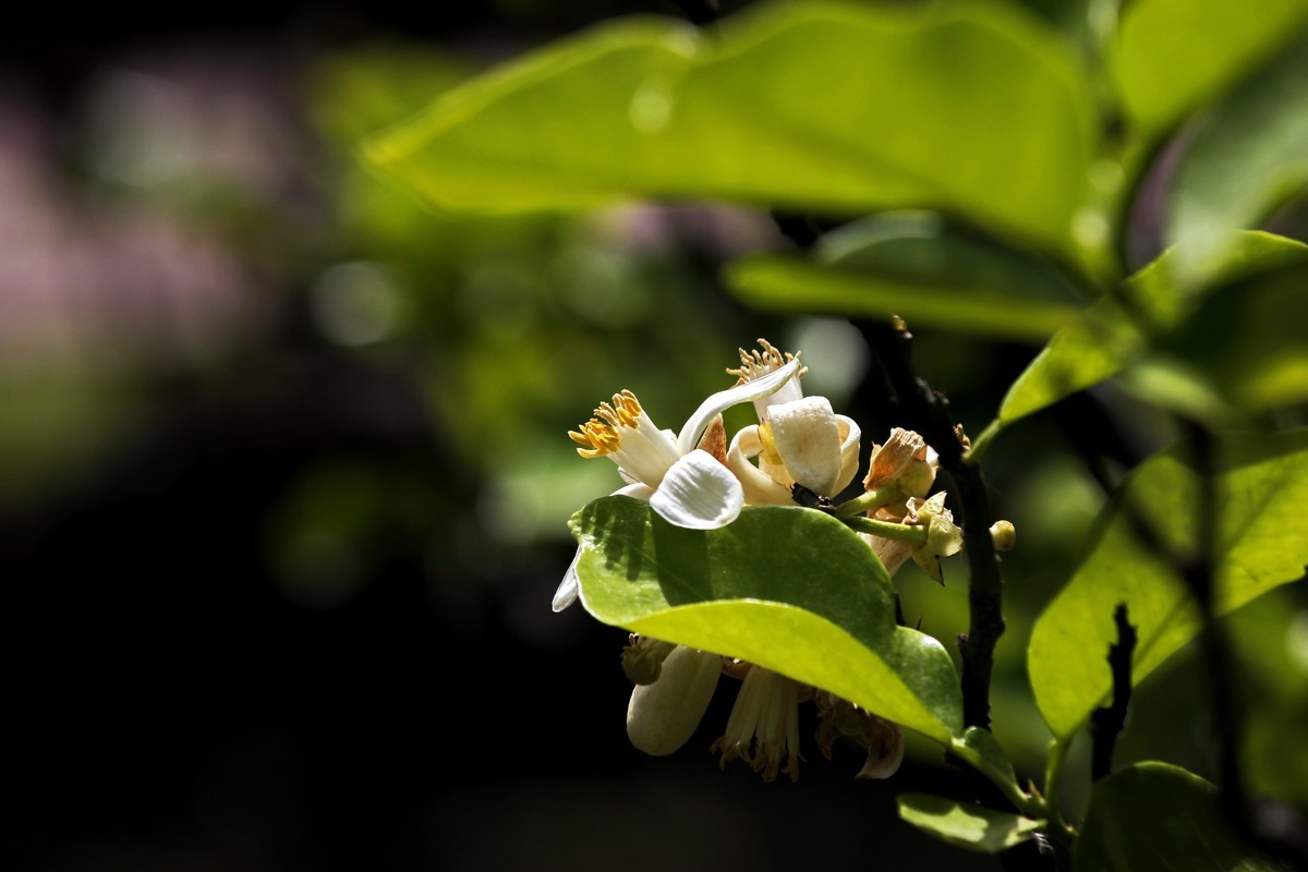 柚花飘香