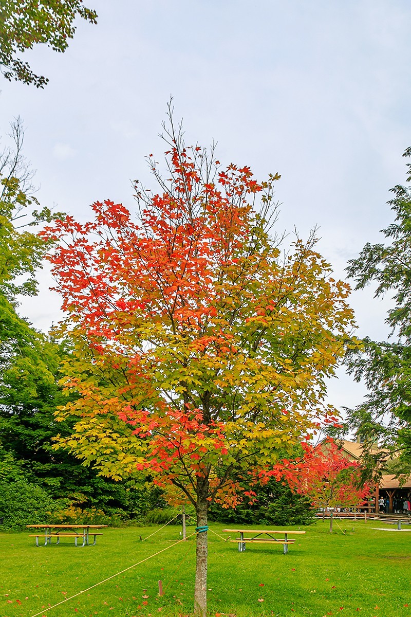 加拿大、美国游记（112）：（美）密歇根州 · 画岩湖滨景区 · 琥珀瀑布