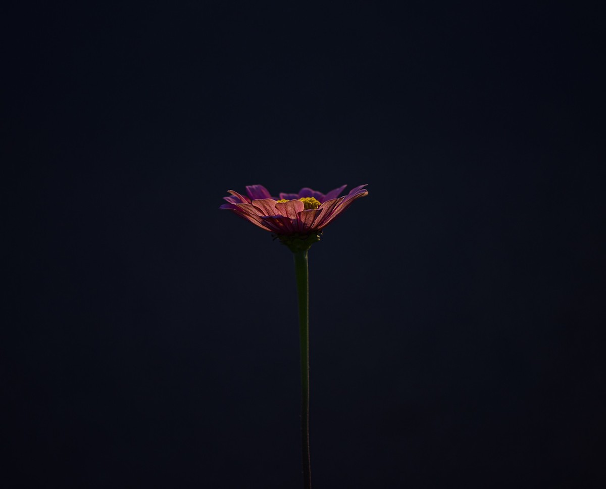 百日草  三