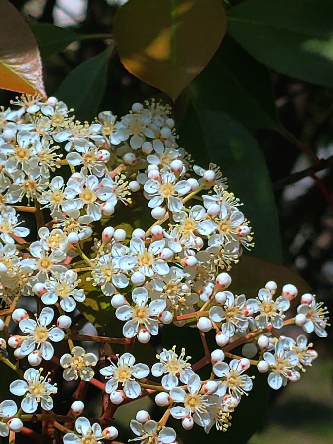 花卉系列【4400】