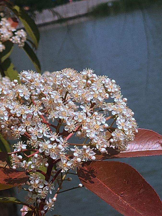 花卉系列【4400】