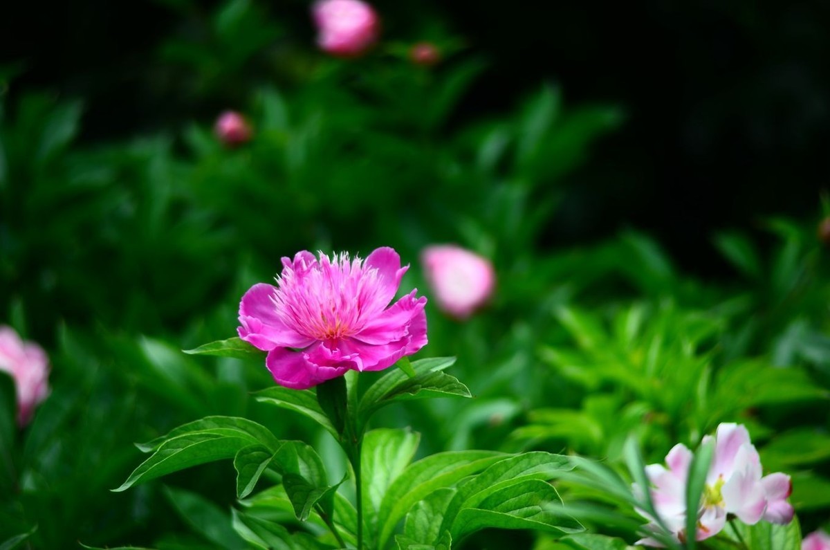 花卉系列【4745】