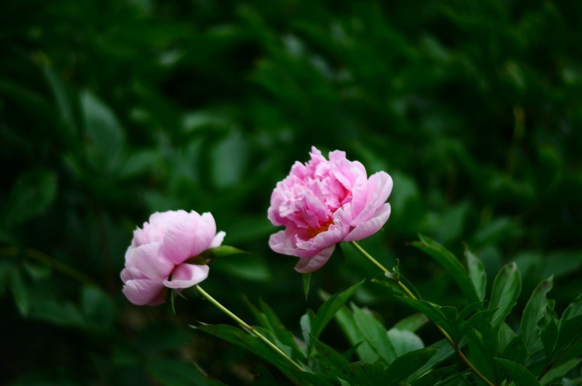 花卉系列【4745】