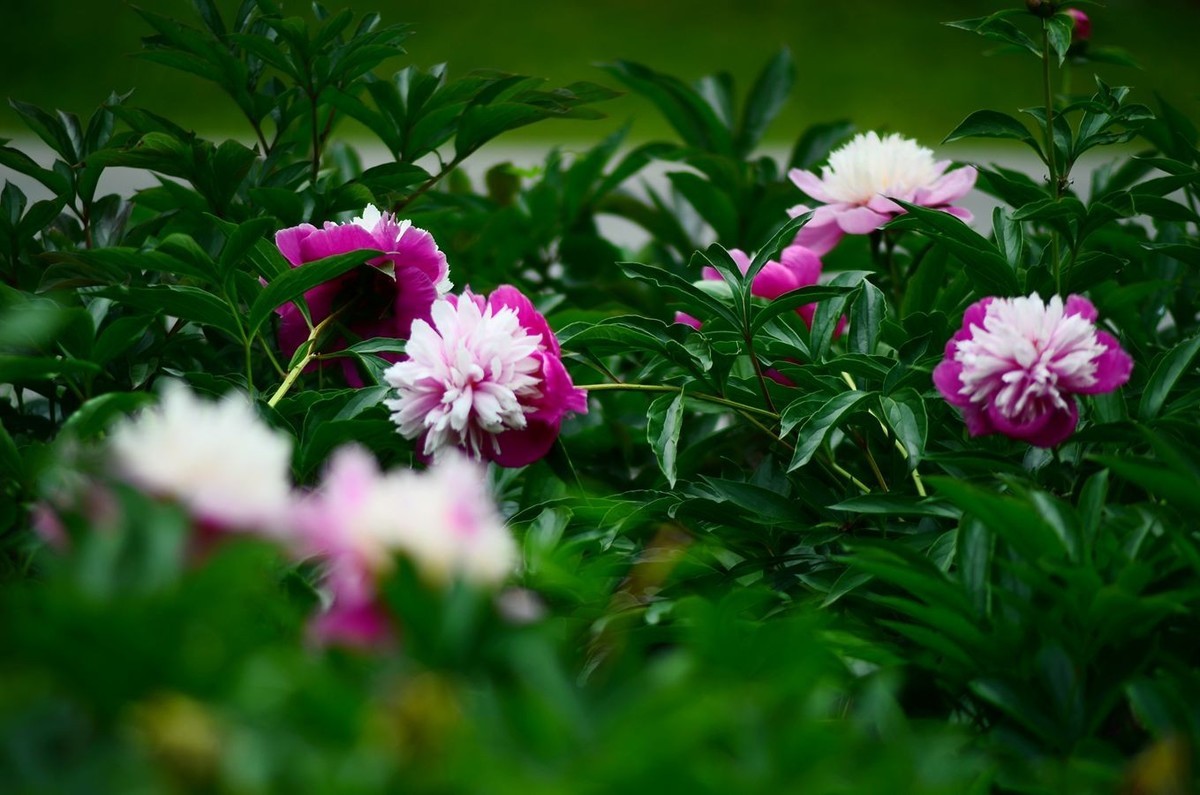 花卉系列【4741】