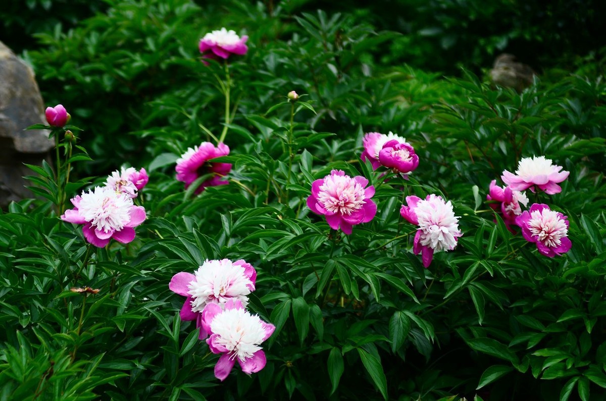 花卉系列【4741】