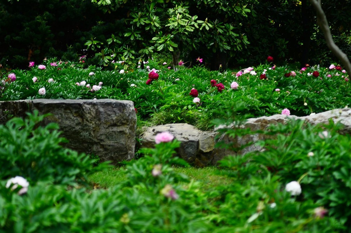 花卉系列【4741】