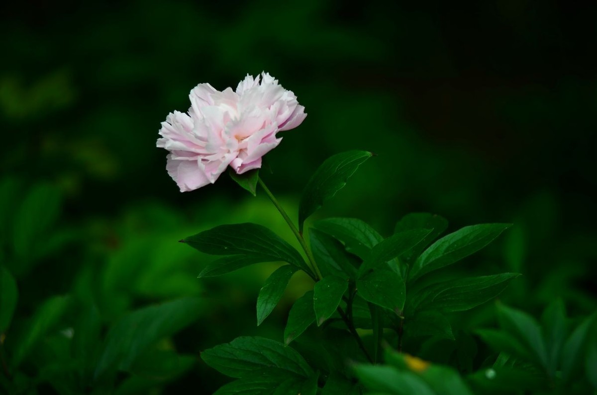 花卉系列【4741】