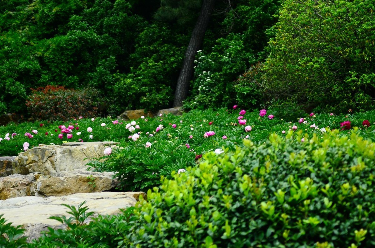 花卉系列【4743】