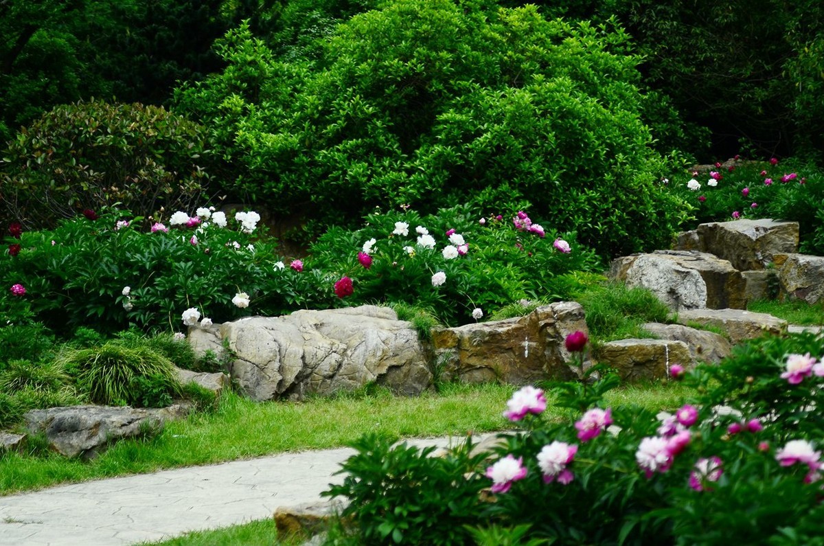 花卉系列【4743】