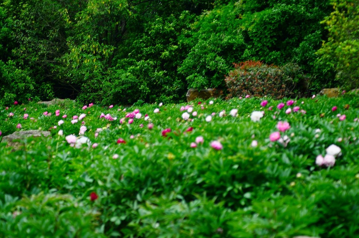 花卉系列【4743】