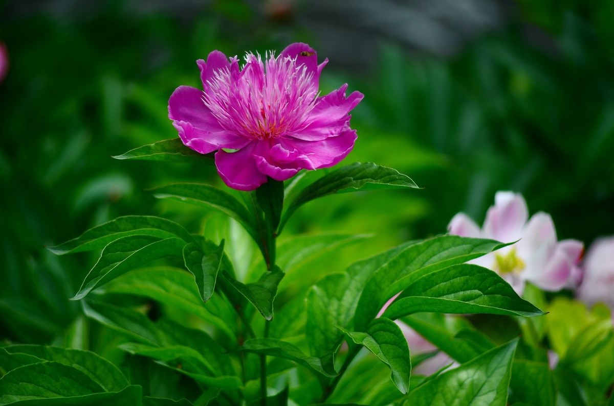 花卉系列【4743】