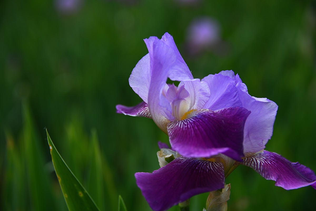 2023鸢尾花(2)-中关村在线摄影论坛