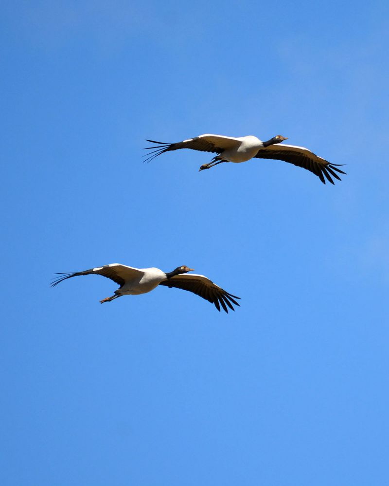 云南昭通黑颈鹤