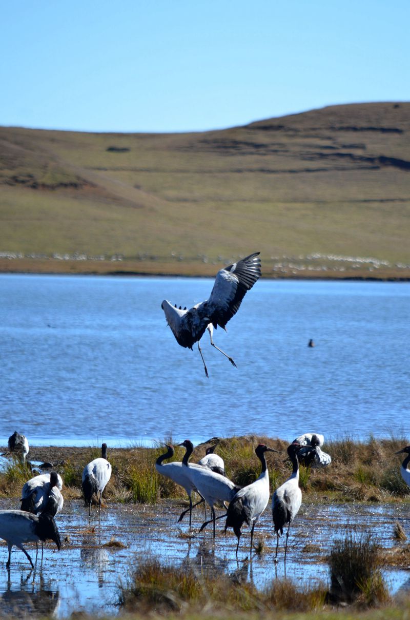 云南昭通黑颈鹤