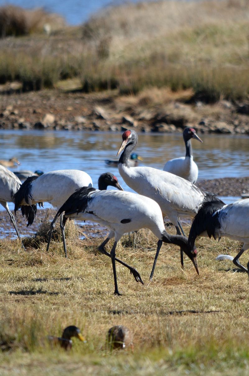 云南昭通黑颈鹤