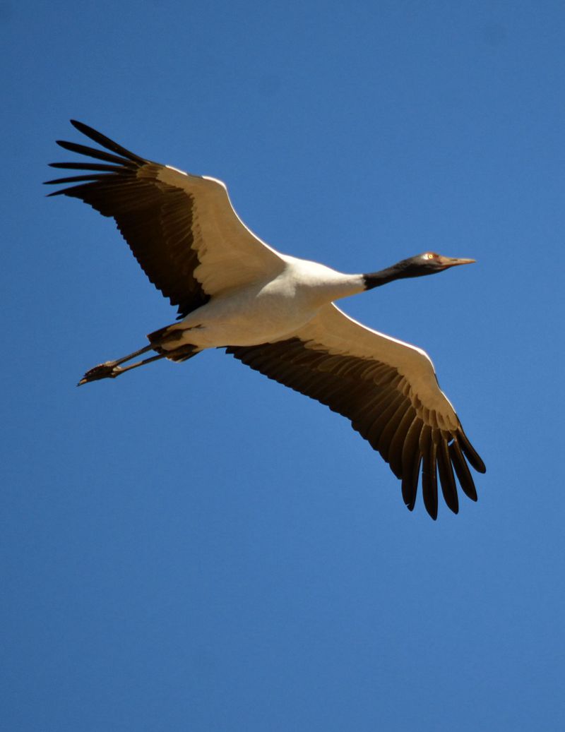云南昭通黑颈鹤