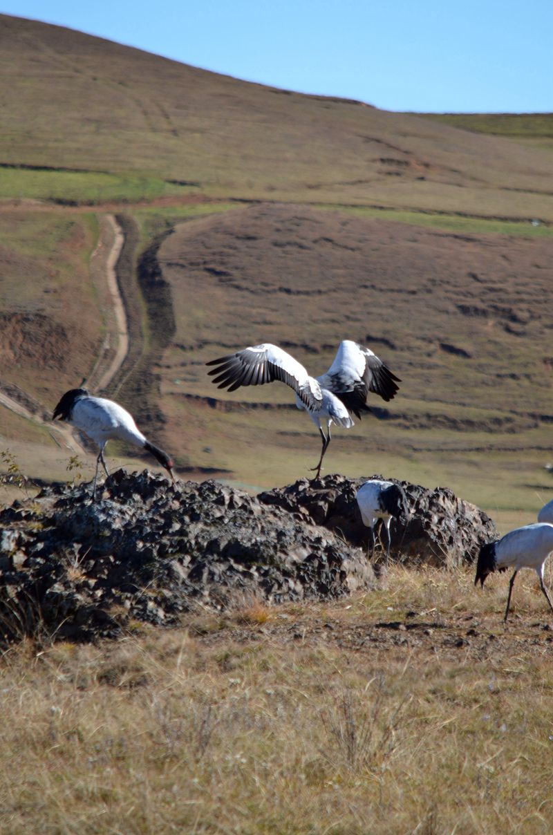 云南昭通黑颈鹤