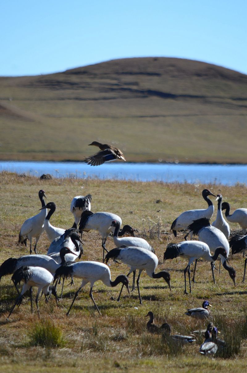云南昭通黑颈鹤