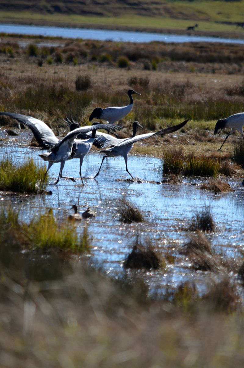 云南昭通黑颈鹤
