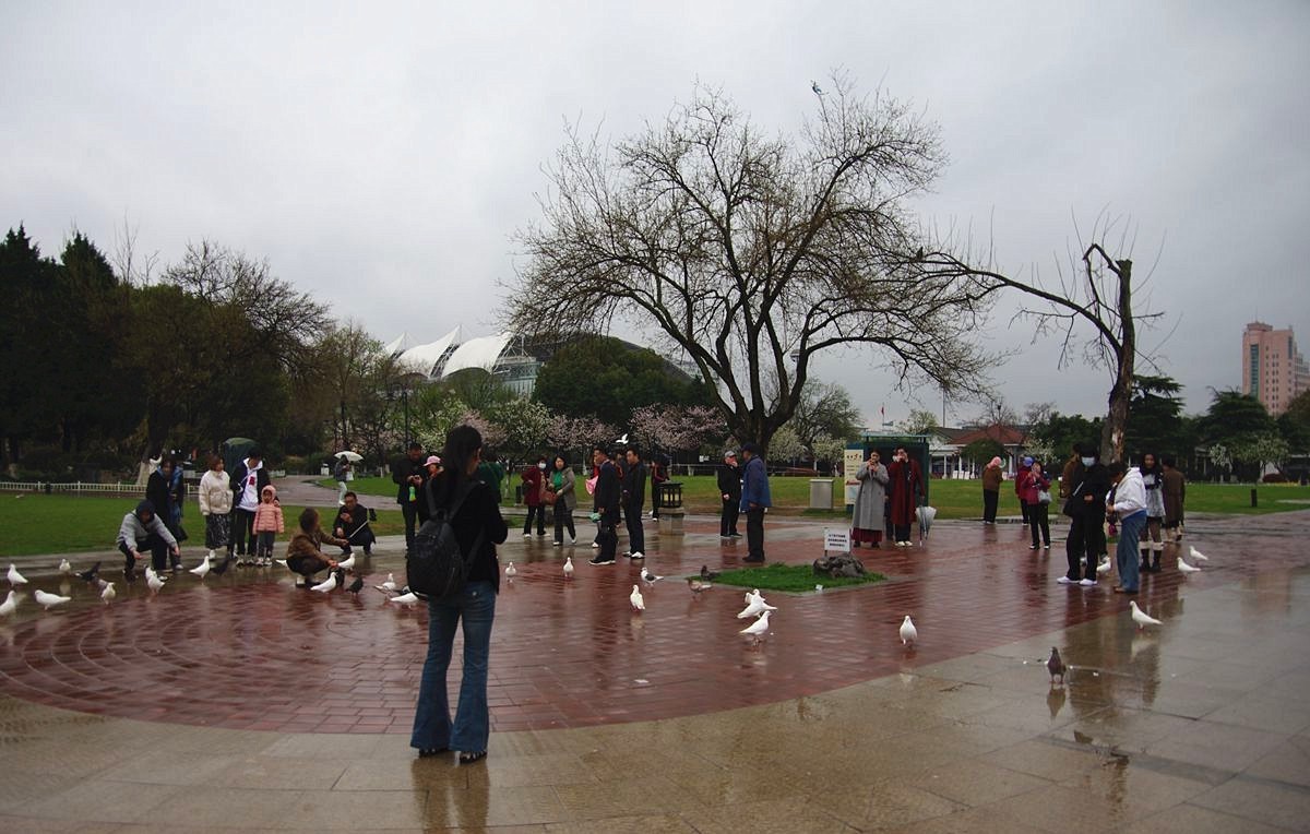 南京玄武湖的鸽子