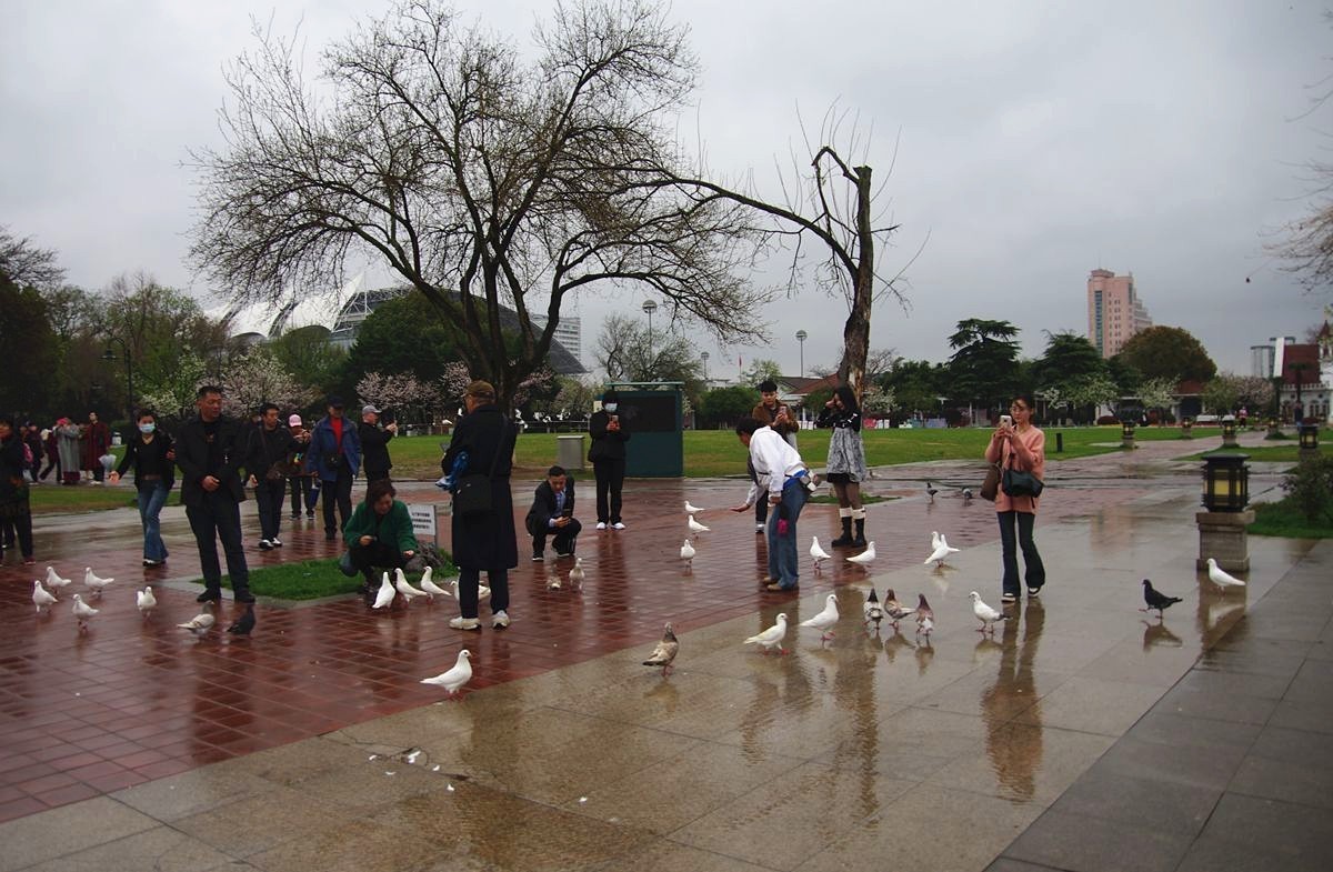 南京玄武湖的鸽子