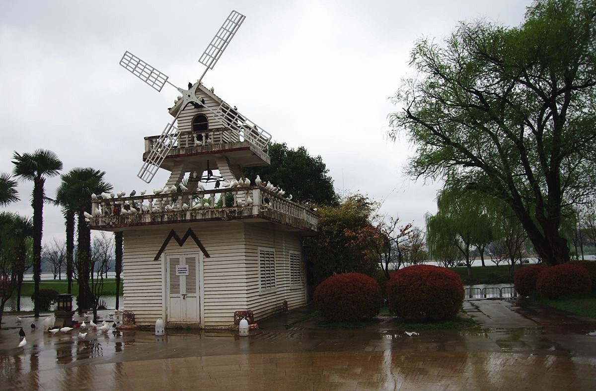 南京玄武湖的鸽子