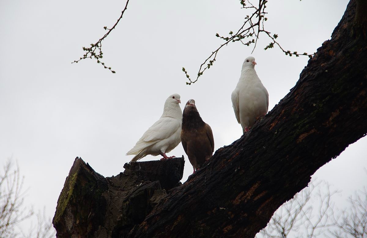 南京玄武湖的鸽子