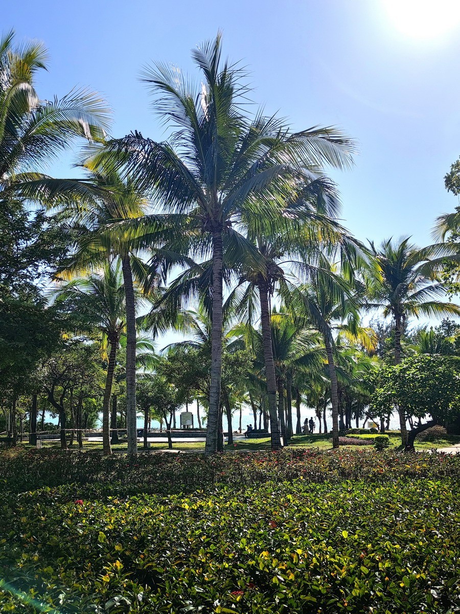 三亚湾 椰梦长廊 即景（第四集，续完）——10P