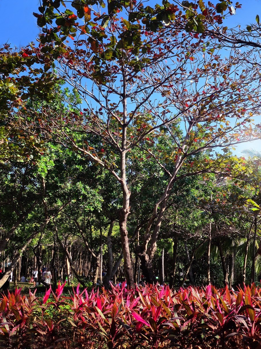 三亚湾 椰梦长廊 即景（第四集，续完）——10P